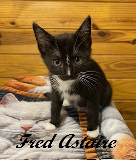 FRED ASTAIRE - FOSTER - Domestic Shorthair / Mix available for adoption