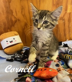 CORNELL - Domestic Shorthair / Mix available for adoption