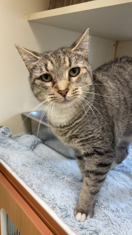 STORMY GEORGIA - Domestic Shorthair / Mix available for adoption