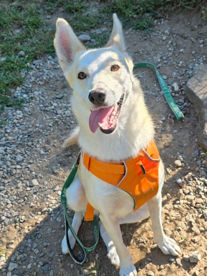 SKY - FOSTER - Siberian Husky / Mix available for adoption