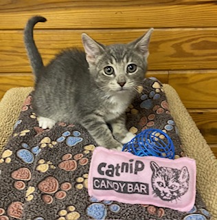 SAILOR - Domestic Shorthair / Mix available for adoption
