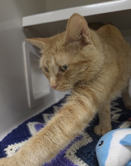 LEELOO - Domestic Shorthair / Mix available for adoption