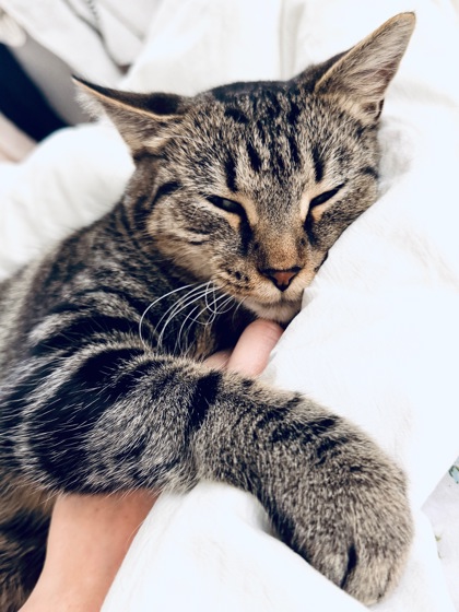 LILAS - FOSTER - Domestic Shorthair / Mix available for adoption