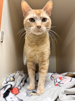 BUTTERCUP - Domestic Shorthair / Mix available for adoption