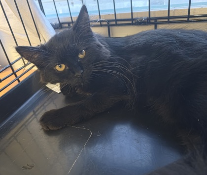 WEDNESDAY - Domestic Longhair / Mix available for adoption