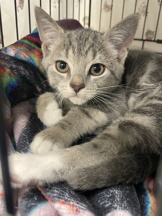 KHAJIIT - Domestic Shorthair / Mix available for adoption