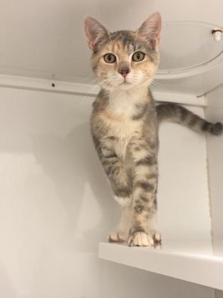 SALMON - Domestic Shorthair / Mix available for adoption