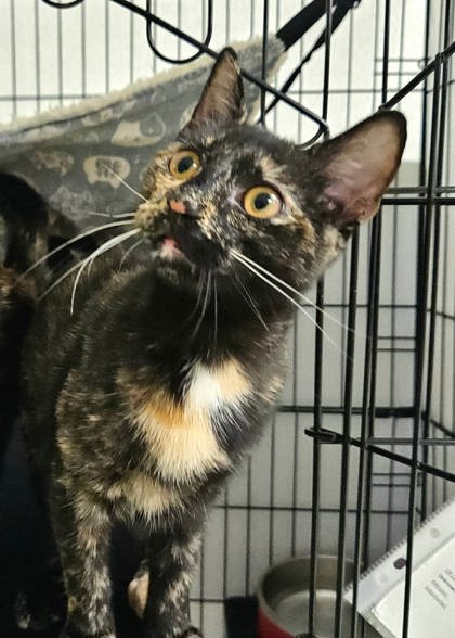 IVY - Domestic Shorthair / Mix available for adoption