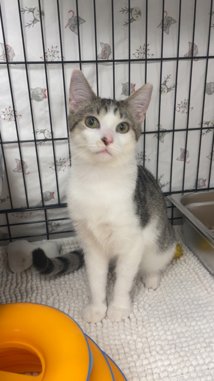 COLUMBIA - Domestic Shorthair / Mix available for adoption