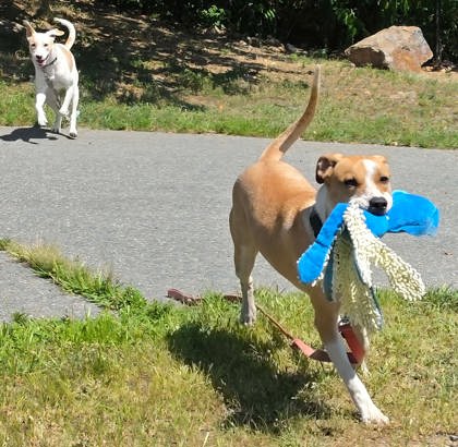 LIBERTY - Labrador Retriever / Mix available for adoption