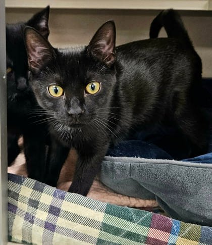 MASON - Domestic Shorthair / Mix available for adoption