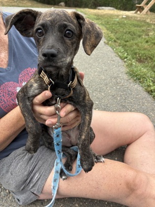 HELLEN - Terrier / Mix available for adoption