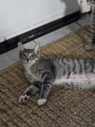 LEMON CURD - FOSTER - Domestic Shorthair / Mix available for adoption