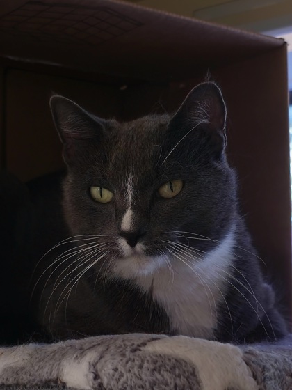 WILMA - Domestic Shorthair / Mix available for adoption
