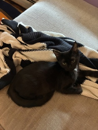 GENE KELLY - FOSTER - Domestic Shorthair / Mix available for adoption