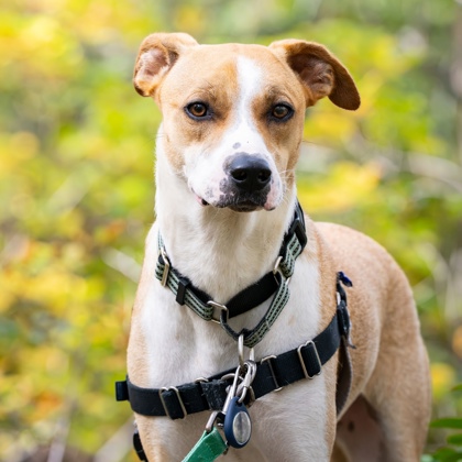 LIBERTY - FOSTER - Labrador Retriever / Mix available for adoption