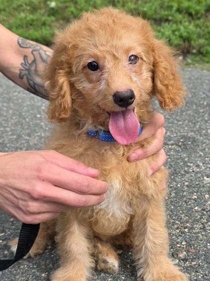 MARGARET - Miniature Poodle / Bichon Frise available for adoption