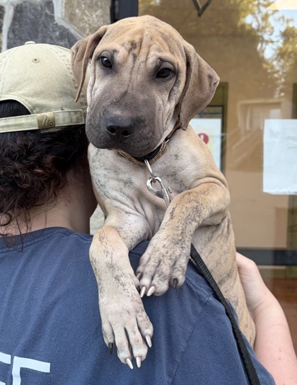 GILLIS - Labrador Retriever / Mix available for adoption