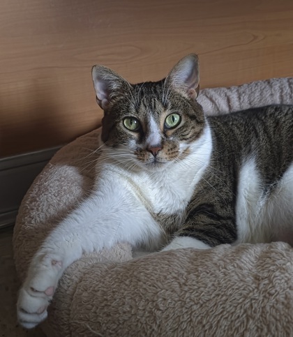 SASHA - Domestic Shorthair / Mix available for adoption
