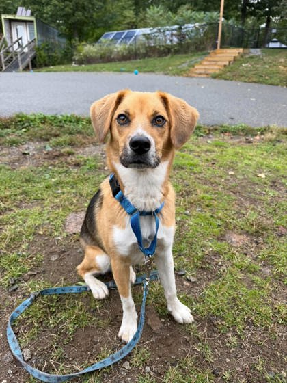 BETTY - Beagle / Mix available for adoption