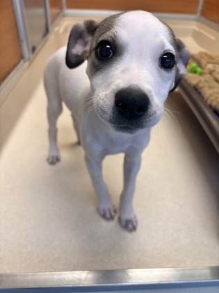 KATE - Mixed Breed, Medium (up to 44 lbs fully grown) / Mix available for adoption