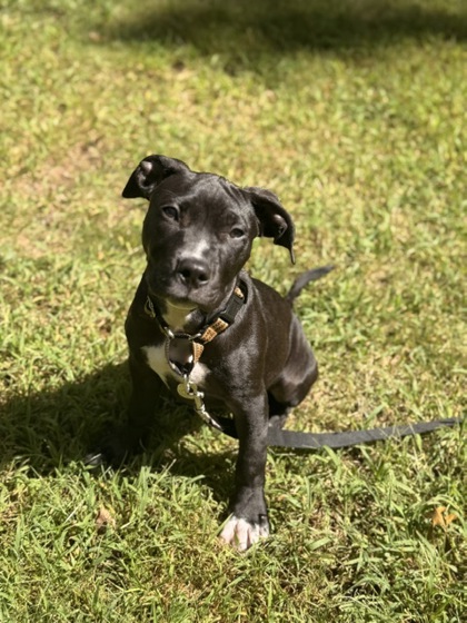 POP-TART - FOSTER - Mixed Breed, Medium (up to 44 lbs fully grown) / Mix available for adoption