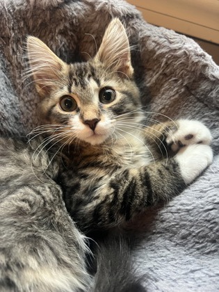 FLOOF - Domestic Medium Hair / Mix available for adoption