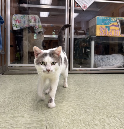 SOKKA - Domestic Shorthair / Mix available for adoption