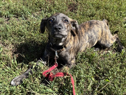 HELLEN - Terrier / Mix available for adoption