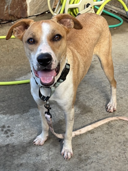 LIBERTY - Labrador Retriever / Mix available for adoption