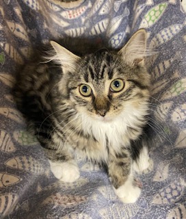 FUZZY LUMPKINS - Domestic Medium Hair / Mix available for adoption