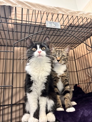 MAX - BONDED PAIR - Domestic Shorthair / Mix available for adoption