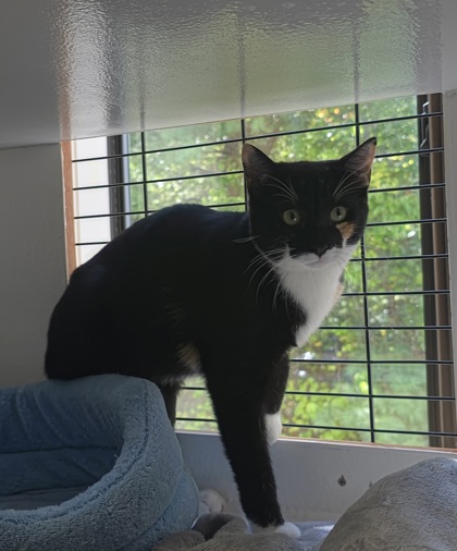 CAROLINE - Domestic Shorthair / Mix available for adoption