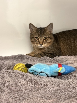 TUNA - Domestic Shorthair / Mix for adoption in Cambridge