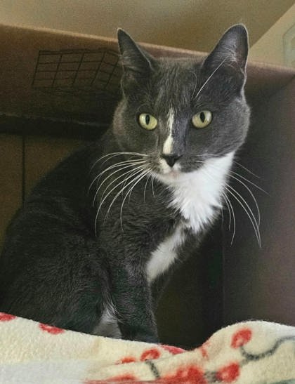 WILMA - Domestic Shorthair / Mix available for adoption