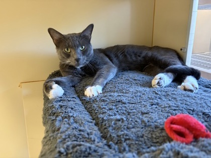 CHARLIE - Domestic Shorthair / Mix available for adoption