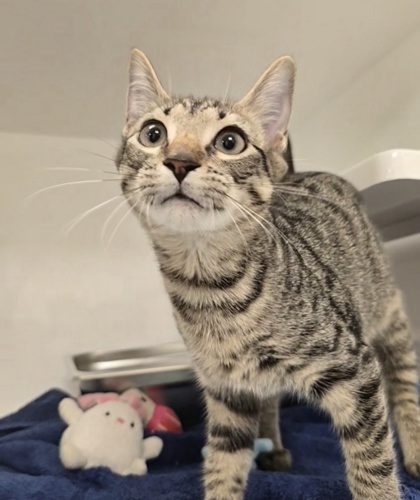 GEORGE - Domestic Shorthair / Mix available for adoption