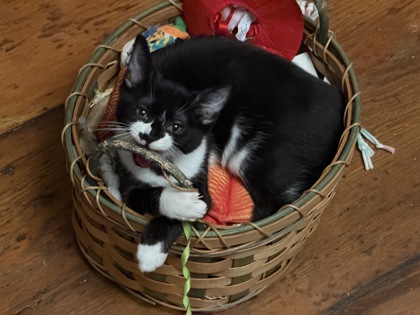 DOT - FOSTER - Domestic Shorthair / Mix available for adoption