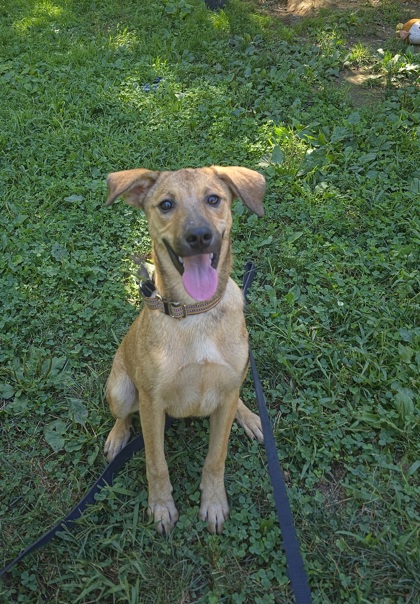 LENA - Shepherd / Mix available for adoption