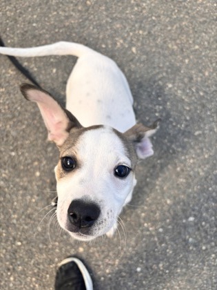 KATE - Mixed Breed, Medium (up to 44 lbs fully grown) / Mix available for adoption
