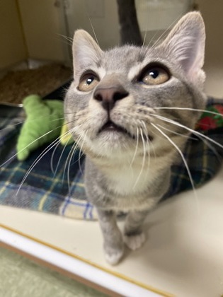 FRANKIN BERRY - Domestic Shorthair / Mix available for adoption