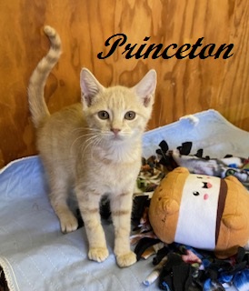 PRINCETON - FOSTER - Domestic Shorthair / Mix available for adoption