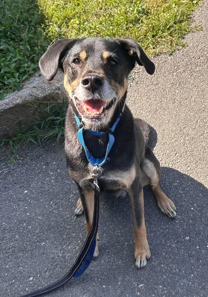 GUPPY - Labrador Retriever / Shepherd available for adoption