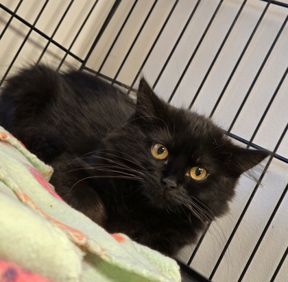 WEDNESDAY - Domestic Longhair / Mix available for adoption