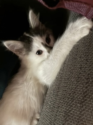 CHIPTON - Domestic Medium Hair / Mix available for adoption