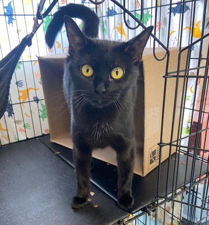 AUNTIE EM - BONDED - Domestic Shorthair / Mix available for adoption