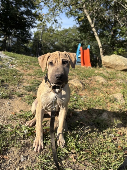 GILLIS - Labrador Retriever / Mix available for adoption