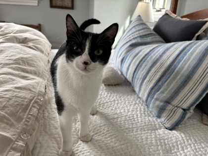 MILA - Domestic Shorthair / Mix available for adoption
