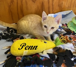 PENN - FOSTER - Domestic Shorthair / Mix available for adoption