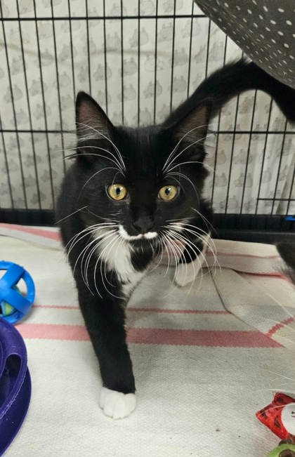 JACK - Domestic Medium Hair / Mix available for adoption
